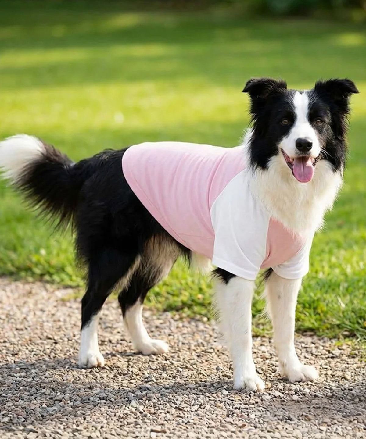 COOZO-Dog¡¯s raglan t-shirt
